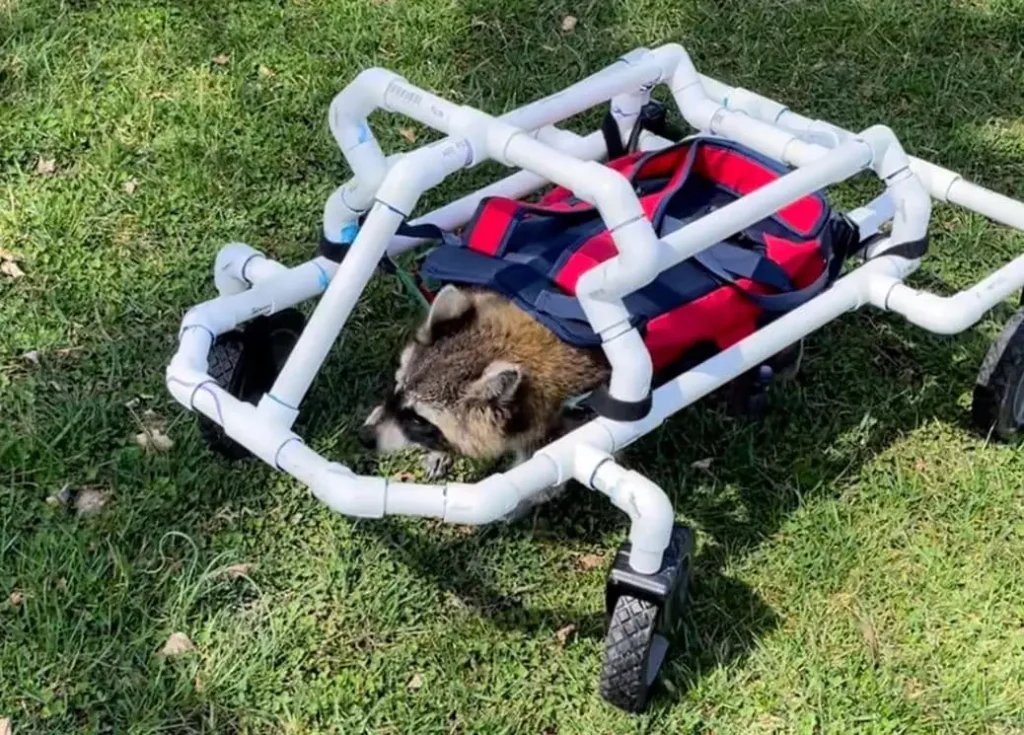 Disabled Raccoon Walking on His Own Thanks to His Dog Best Friend and Student-Made Wheelchair